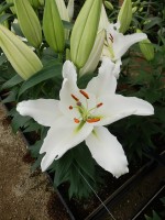 [5293 Severn No02.JPG]